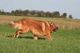 DOGUE DU TIBET 628